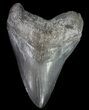 Large, Fossil Megalodon Tooth #69247-2